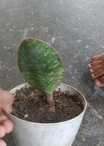 whale fin sensiveria Plant Potted