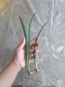 Healthy senseveria cylindrica