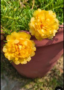 combo of 3 colour portulaca plant red yellow and p