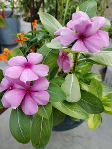 6 Plant combo