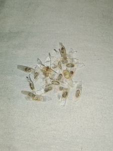 Ticoma Plant 20 Seeds