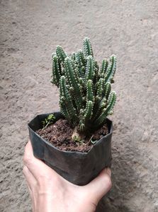 Cactus Plant
