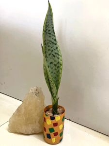 Snake Plant In Pot