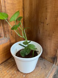 Dark green Money Plant In Quality White Pot