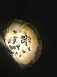 Butterfly bouquet