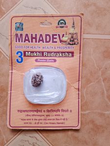 3 Mukhi Rudraksha Original Lab Taste