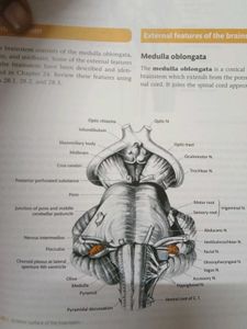 Manual of Practical Anatomy