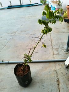 Chekurmanis Live Plant