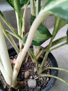 mix combo with 2 flowering plants.