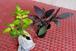 Pack 2 Beautiful heart Purple 💜 & Tulsi Plants