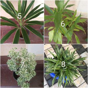 you can select 12 Live root plants