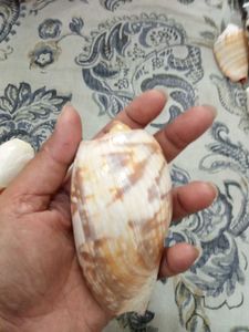 2 Natural melo  Seashell