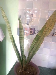 Snake Plant with Cute Pot