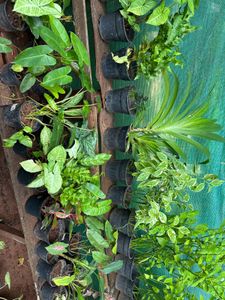 10 Live Root Plants