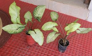 Pack 2 Arrowhead Plants &amp; Pot