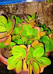 7 Live Plants With Roots