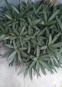 Beautiful Assorted Houseplants