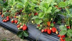 Hybrid Strawberry Plant combo Of 2