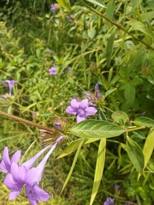 long plant flower blomming