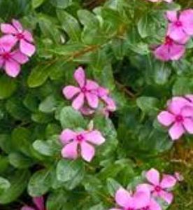 3 Plants Seeds