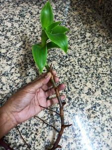 Live Basket Plant Pups (5 stalks)