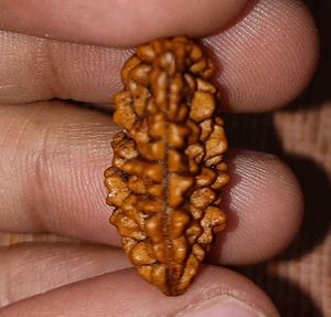 Natural Rudraksha Bead Ek Mukhi