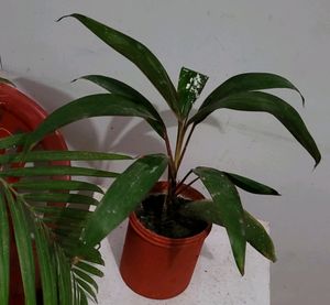 Dracaena Mahatma Plant 🪴 &amp; Pot