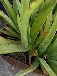 Healthy Aloe Vera Plant