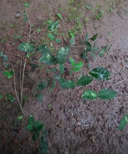 Jasmine Plant (2 saplings of climbing type)