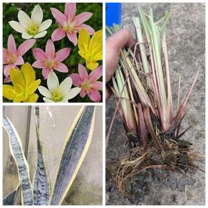 rainlily bulb 20 p., lemon grass 4, snake plant