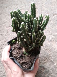 Cactus Plant