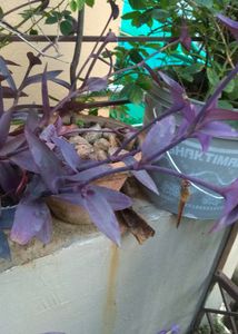 Purple Heart 3 Cutting