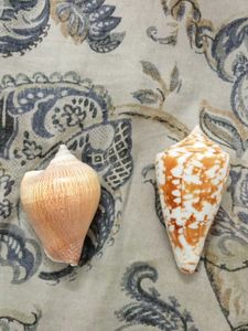 amadis shell and laevistrombus canarium