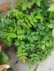 8 Plant Combo