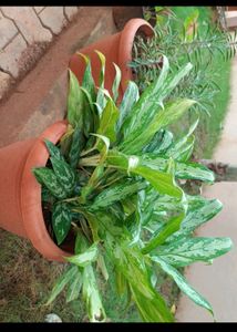 Plants For Nilay64