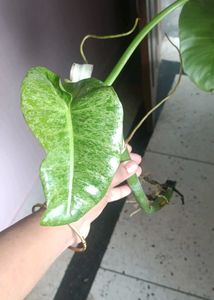Philodendron Paraiso Verde Plant