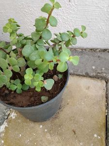 Jed plant ☘️☘️