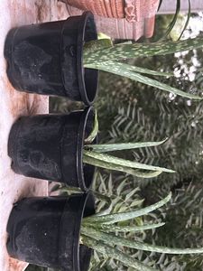 1 Pc Aloe Vera baby Plant In 4" Nursery Pot