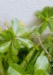 Natural Desert Rose Andenium