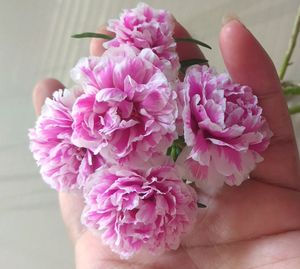 Portulaca  White Colour Combo