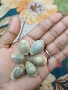 Cowrie Shells - Set of 6