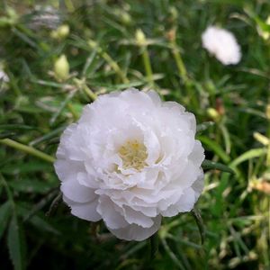 combo of portulaca and money plant