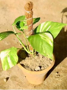 Combo of Neon and Marble queen pothos
