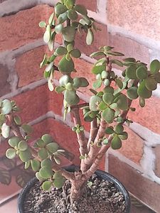 Lucky Jade Plant