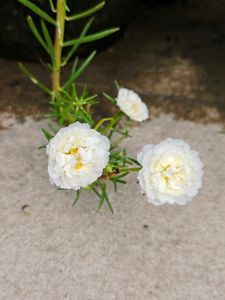 Portulaca Flower Plant 4 inch Cutting 7 Colours