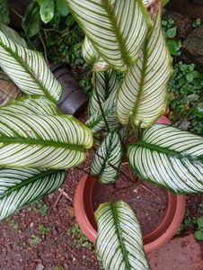 Calathea Ornata 'Pinstripe' Plant