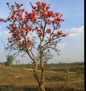 Palash Flowers