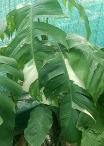 epipremnum pinnatum albo top cutting