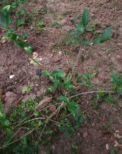 Jasmine Plant (2 saplings of climbing type)