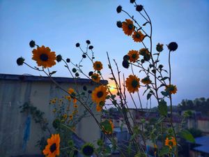 Original Sunflower seeds